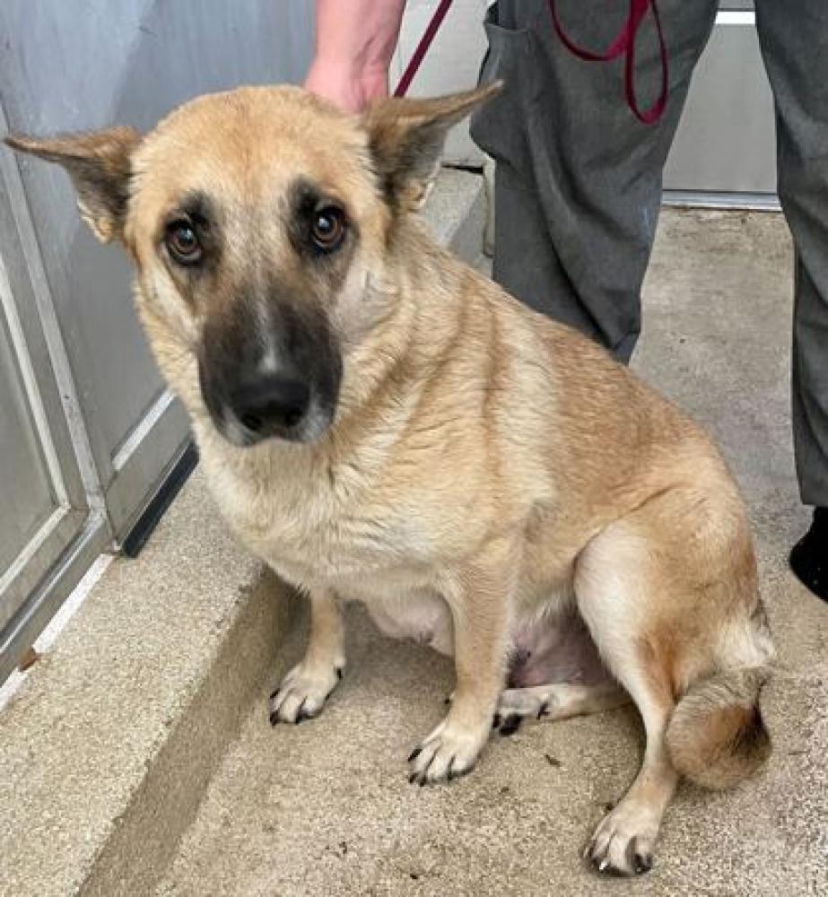 Shelter Stray Female Dog last seen Brazos County, TX 77807, Bryan, TX 77807