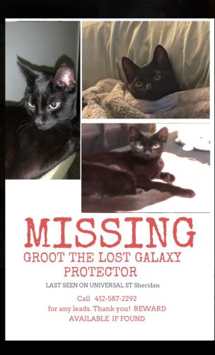 Lost Male Cat last seen Near universal st, Pittsburgh, PA 15204