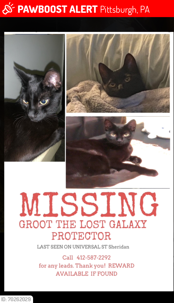 Lost Male Cat last seen Near universal st, Pittsburgh, PA 15204