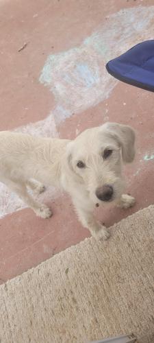 Lost Female Dog last seen Garin and las brisas, Murrieta, CA 92562
