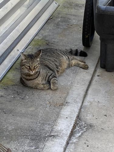 Lost Male Cat last seen Sarasota and Terkelson Ave, Palm Bay, FL 32909