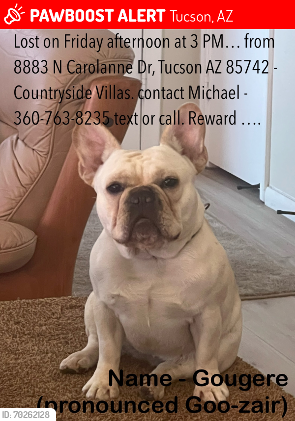 Lost Female Dog last seen Lessing and Camino de Oeste, Tucson, AZ 85742