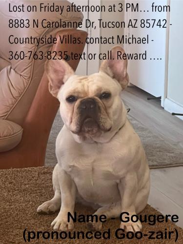 Lost Female Dog last seen Lessing and Camino de Oeste, Tucson, AZ 85742