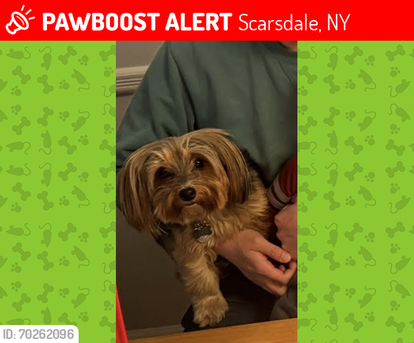 Lost Male Dog last seen edgemont elementray school, central ave., Scarsdale, NY 10583