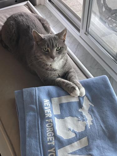 Lost Male Cat last seen Fifteen and Maple Lane, Sterling Heights, MI 48312