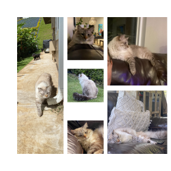 Lost Male Cat last seen In Anuhea Neighborhood by Puu Kukui School, Wailuku, HI 96793