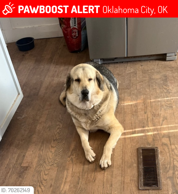 Lost Male Dog last seen 39th and Penn (South of 39th), Oklahoma City, OK 73118
