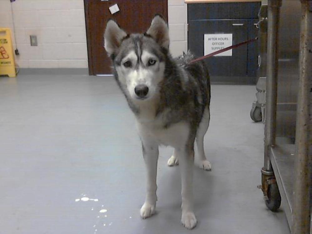 Shelter Stray Female Dog last seen Near BLOCK LE HAM RD, FORT LIBERTY NC 28307, Fayetteville, NC 28306