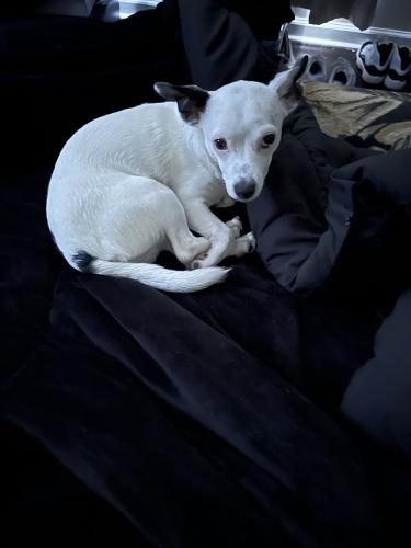 Lost Male Dog last seen around Morningside, Fort Worth, TX 76104