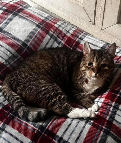 Lost Male Cat last seen Bluebird Rd and Fort Edward Rd, South Glens Falls, NY 12803