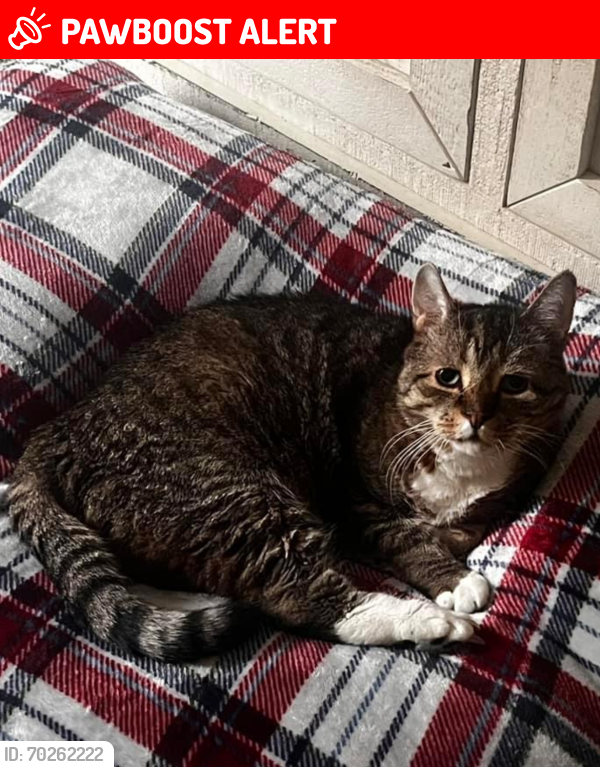 Lost Male Cat last seen Bluebird Rd and Fort Edward Rd, South Glens Falls, NY 12803