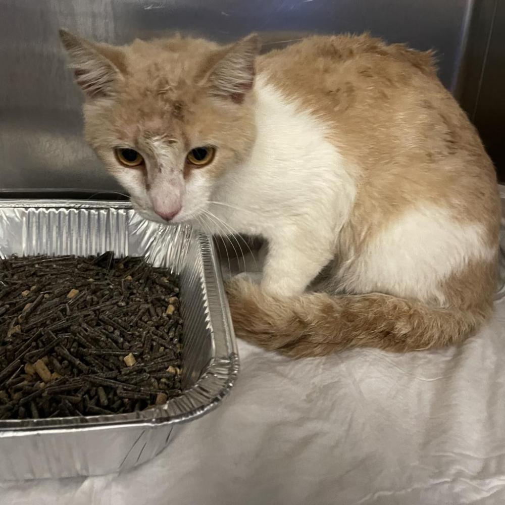 Shelter Stray Male Cat last seen , Greensboro, NC 27409