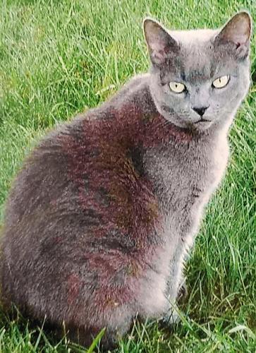 Lost Female Cat last seen Wakehurst St., Cary, NC 27519