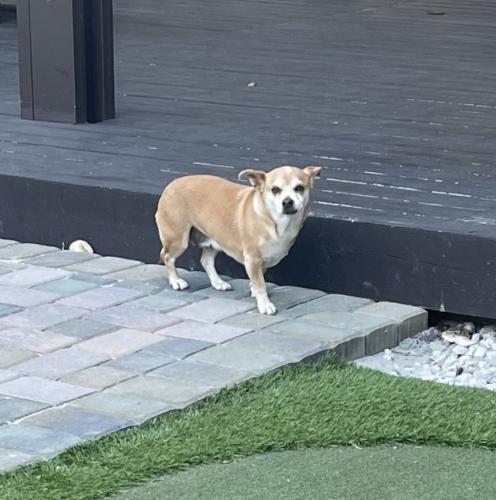 Lost Female Dog last seen Gardenia Ave and E. Wardlow Rd/E. 33rd st. (Parking lot of Long Beach Water Dept.), Long Beach, CA 90807