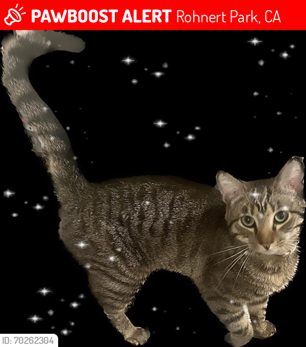 Lost Male Cat last seen Near Camino Coronado, Rohnert Park, CA., 94928, Rohnert Park, CA 94928