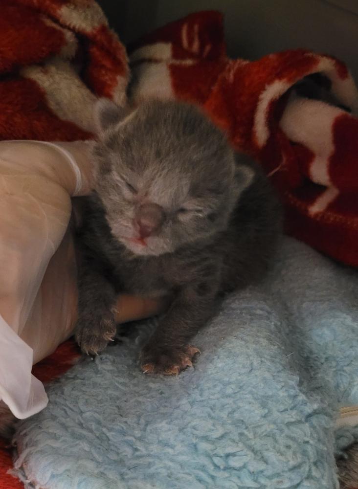 Shelter Stray Female Cat last seen Near Merriewood Drive, Oakland, CA, 94611, Oakland, CA 94621