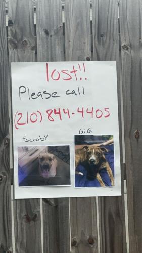 Lost Female Dog last seen Judson st, San Antonio, TX 78247