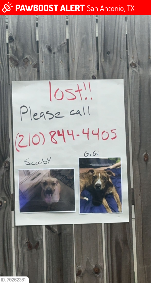 Lost Female Dog last seen Judson st, San Antonio, TX 78247