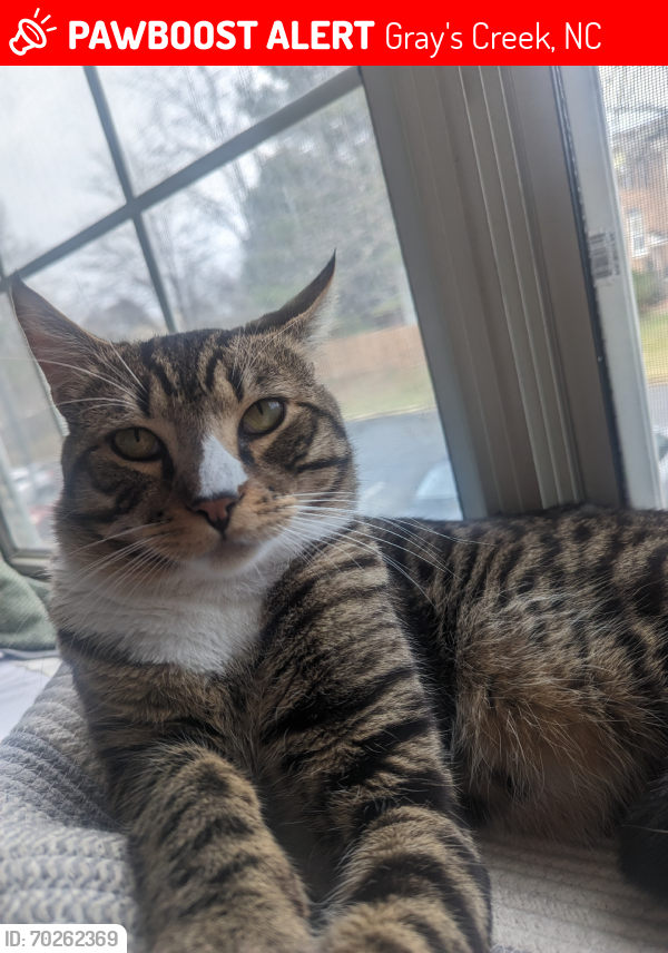 Lost Male Cat last seen Neighborhood, Gray's Creek, NC 28348