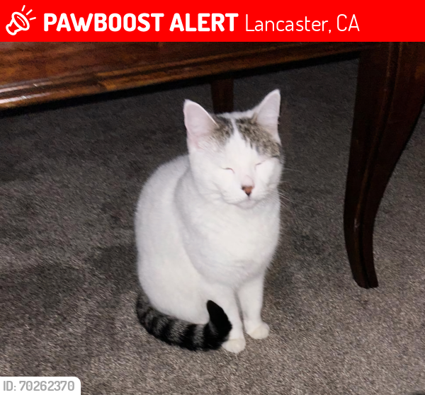 Lost Female Cat last seen J12/15th street east, Lancaster, CA 93535