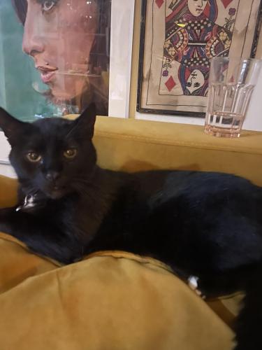 Lost Male Cat last seen Christian st in between 2nd and 3rd, Philadelphia, PA 19147