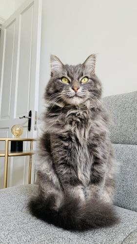 Lost Male Cat last seen Musgrove Road , Greater London, England SE14 5PP