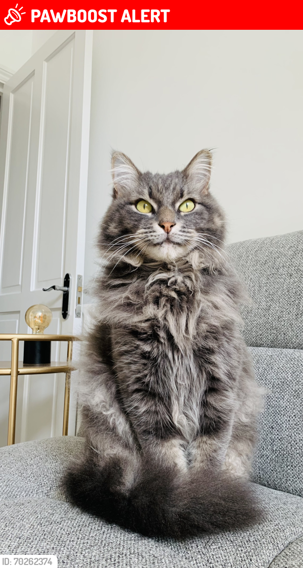 Lost Male Cat last seen Musgrove Road , Greater London, England SE14 5PP