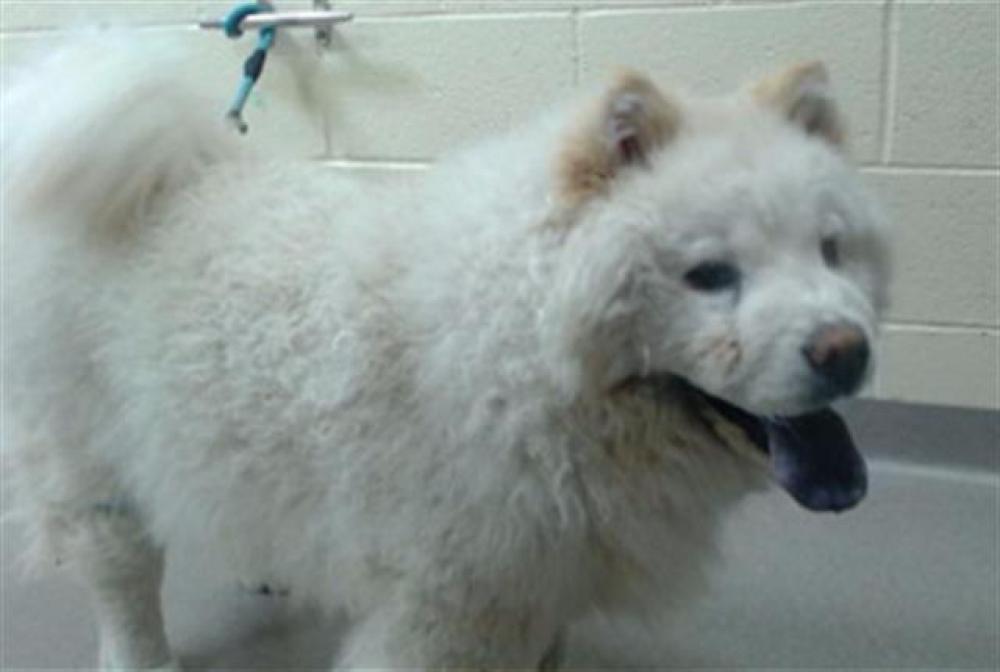 Shelter Stray Female Dog last seen Near BLOCK S CLAY ST, DENVER, CO 80219, Denver, CO 80223