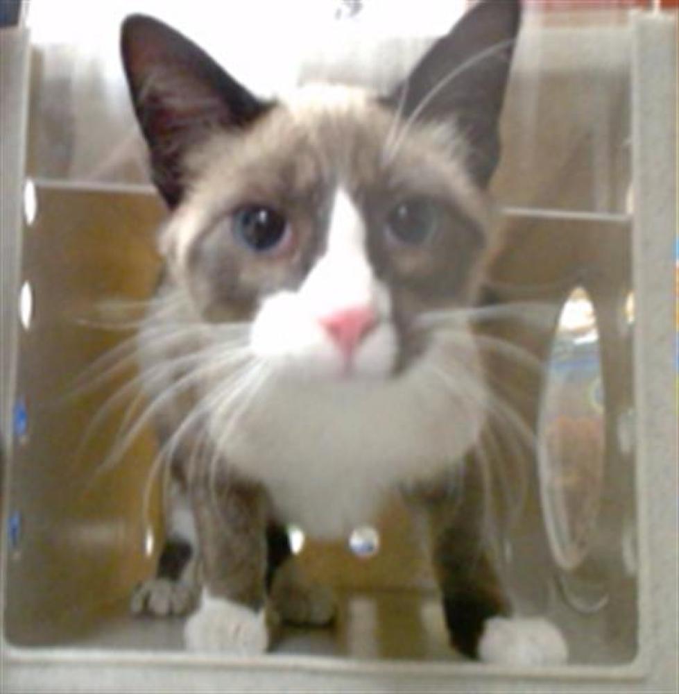Shelter Stray Male Cat last seen Near BLOCK W 52ND AVE, DENVER CO 80221, Denver, CO 80223