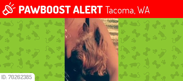 Lost Male Dog last seen Fern Hill Elementry , Tacoma, WA 98444