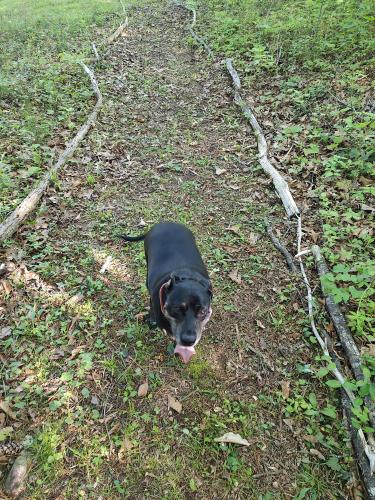 Lost Male Dog last seen Pea Ridge and Vista Grande, Blount County, TN 37804