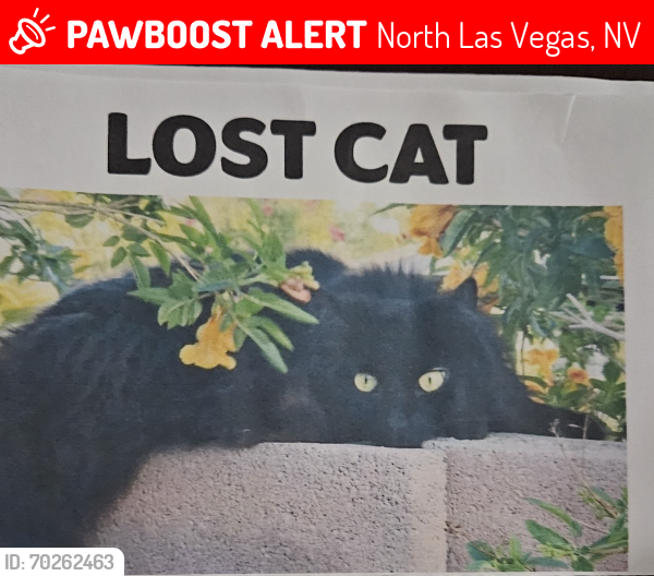 Lost Male Cat last seen Tropical & Decatur, North Las Vegas, NV 89031