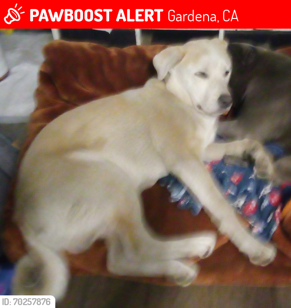 Lost Male Dog last seen Western Ave , Gardena, CA 90249