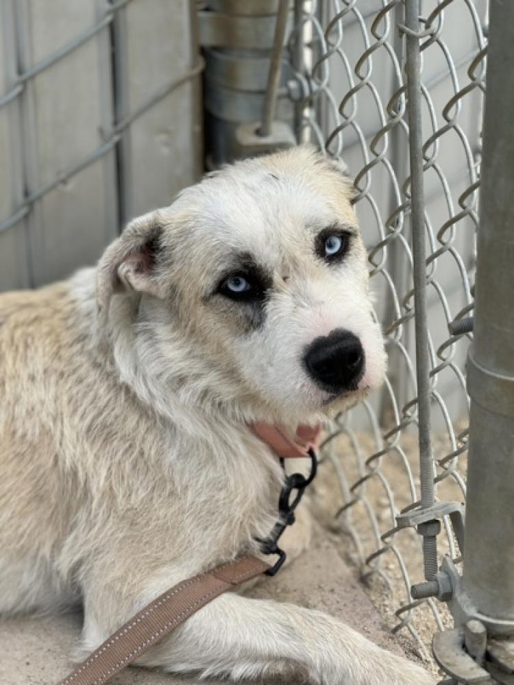 Shelter Stray Female Dog last seen N Del Norte Ave & Dakota Ave, Kerman Zone Fresno CO 1A 93630, CA, Fresno, CA 93706