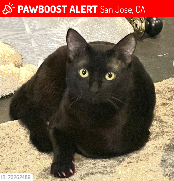 Lost Male Cat last seen Near Vaughn Ave San Jose, CA  95128 United States, San Jose, CA 95128