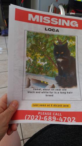 Lost Female Cat last seen Alcott ave  and Sloan Ln, Sunrise Manor, NV 89142