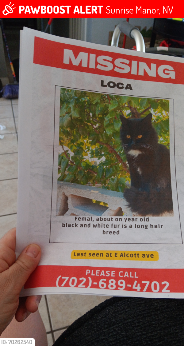 Lost Female Cat last seen Alcott ave  and Sloan Ln, Sunrise Manor, NV 89142