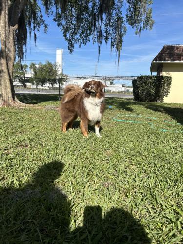 Lost Male Dog last seen Wellfleet court and whisper lakes blvd, Orlando, FL 32837