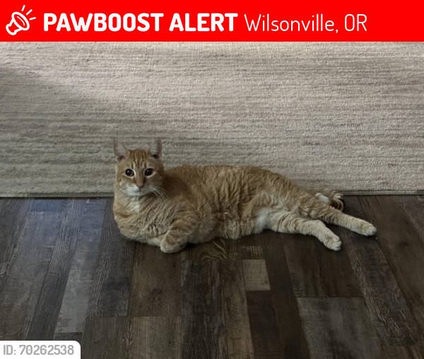 Lost Male Cat last seen SW Montebello & SW Ashton Cir, Wilsonville, OR 97070