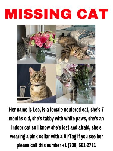 Lost Female Cat last seen Near 121st ST Blue Island , Blue Island, IL 60406