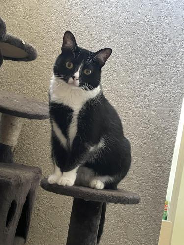 Lost Female Cat last seen Near Ranchwood ave Lancaster 93536 30th st W and J, Lancaster, CA 93536