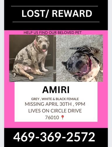 Lost Female Dog last seen Abram, Arlington, TX 76010