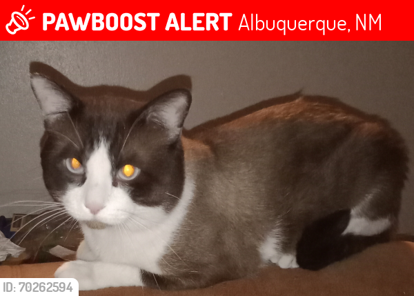 Lost Male Cat last seen Indian school and Louisiana area , Albuquerque, NM 87110