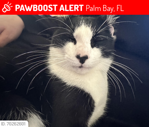 Lost Male Cat last seen Tropicaire Ave SW Palm Bay FL, Palm Bay, FL 32908