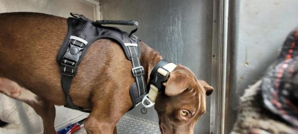 Shelter Stray Male Dog last seen Near BLOCK KELLY RD, DETROIT, MI 48224, Detroit, MI 48211