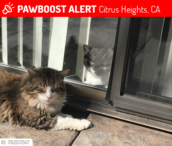 Lost Male Cat last seen Spencer lane Citrus Heights and old auburn, Citrus Heights, CA 95610