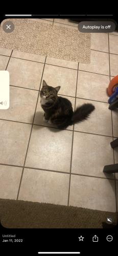 Lost Male Cat last seen back of the hotel, San Diego, CA 92173