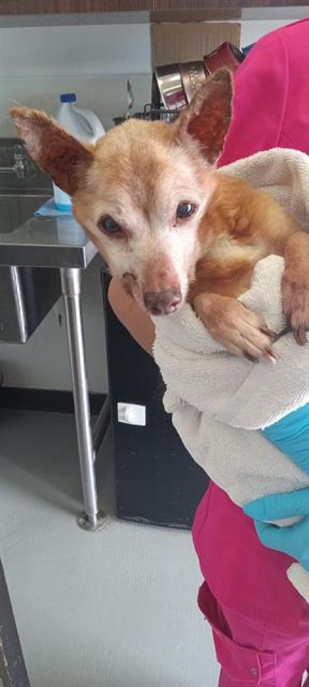 Shelter Stray Male Dog last seen PARKWOOD AVE, BAKERSFIELD, Bakersfield, CA 93307
