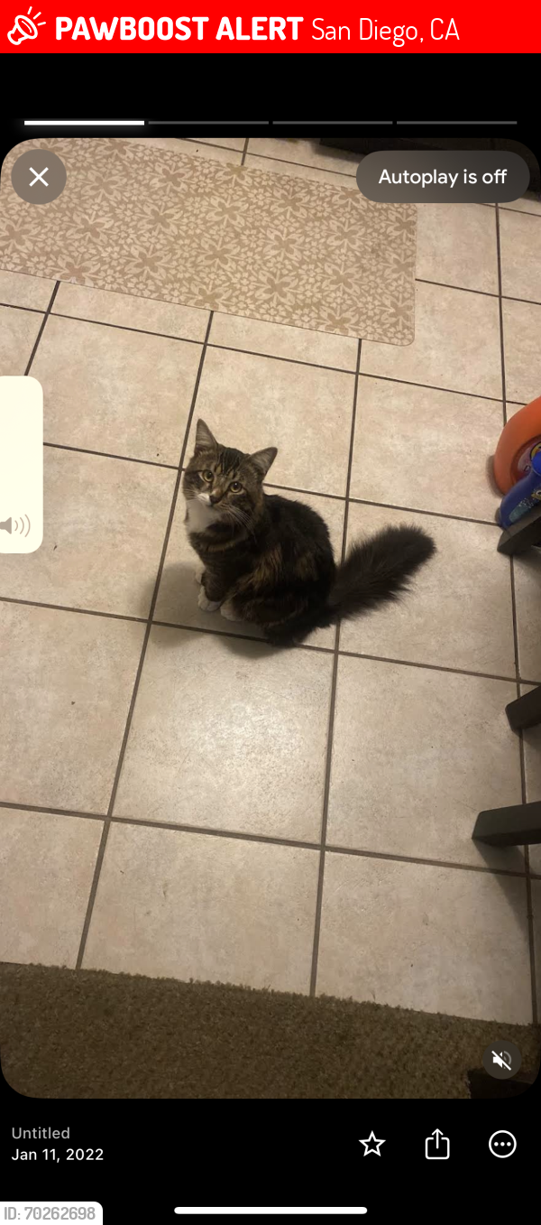 Lost Male Cat last seen back of the hotel, San Diego, CA 92173