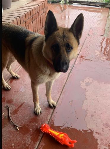 Lost Female Dog last seen Near East 25th St, Tucson, AZ 85713